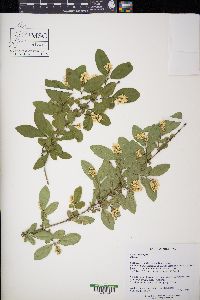 Ligustrum vulgare image