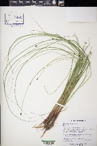 Eleocharis erythropoda image