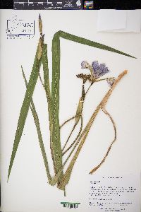 Iris virginica image