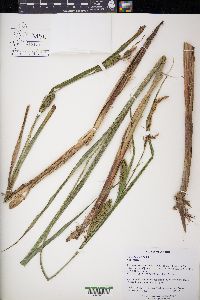 Carex lacustris image