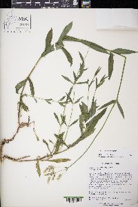 Silene vulgaris image