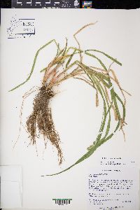 Carex sparganioides image