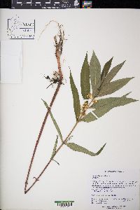 Lysimachia thyrsiflora image