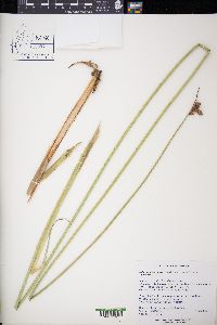 Schoenoplectus acutus image