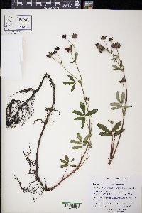 Comarum palustre image