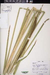 Typha angustifolia image