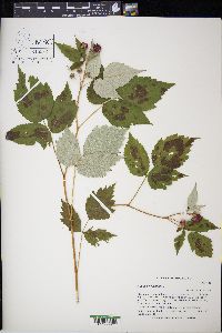 Rubus occidentalis image