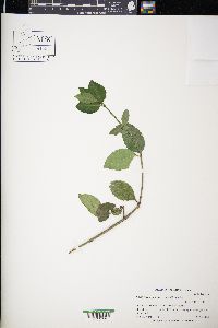 Euonymus fortunei image