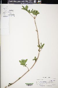 Ligustrum vulgare image