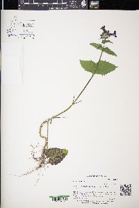 Lunaria annua image