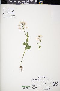 Cardamine douglassii image