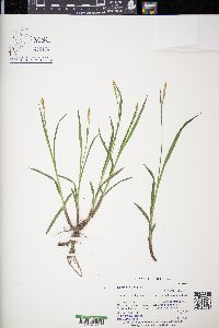 Carex hirtifolia image