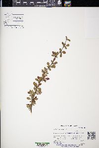 Berberis thunbergii image