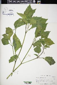 Solanum ptychanthum image