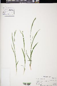 Carex laxiculmis image