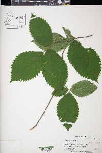 Ulmus thomasii image