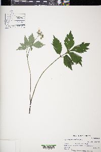 Hydrophyllum virginianum image