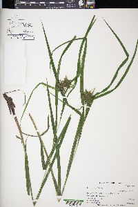 Carex grayi image