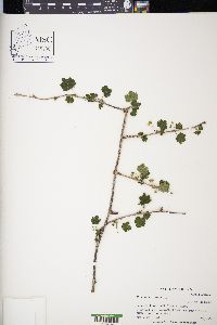 Ribes americanum image