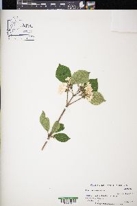 Viburnum carlesii image