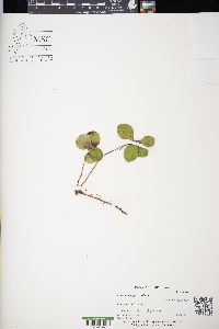 Gaultheria procumbens image