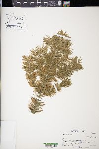 Abies balsamea image