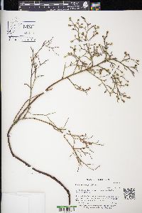 Vaccinium angustifolium image