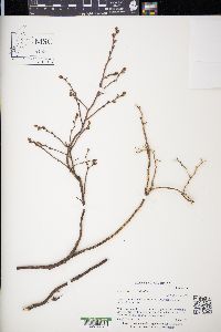 Vaccinium myrtilloides image