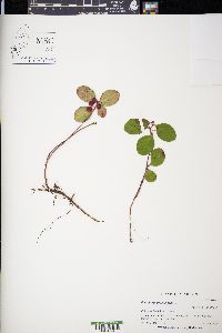 Gaultheria procumbens image