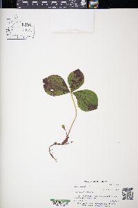 Cornus canadensis image