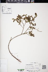 Vaccinium angustifolium image