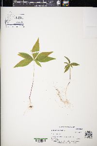 Trientalis borealis image