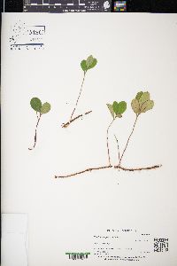 Gaultheria procumbens image