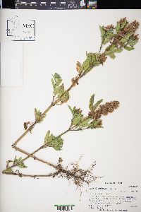 Agastache urticifolia image