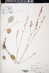 Eriogonum racemosum image