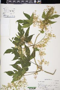 Humulus lupulus image