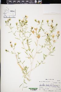 Mentzelia albicaulis image