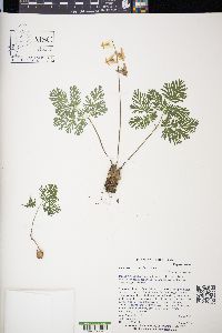 Dicentra cucullaria image