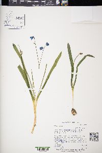 Scilla siberica image