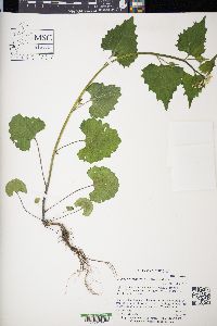 Alliaria petiolata image