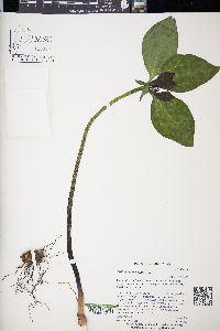 Trillium recurvatum image