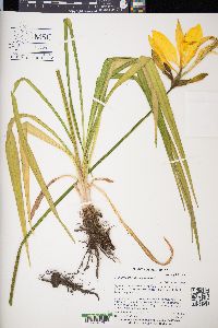 Hemerocallis lilioasphodelus image