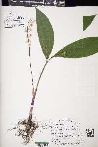 Convallaria majalis image