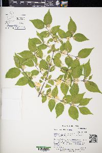 Lonicera maackii image