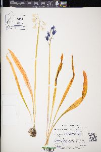 Hyacinthoides hispanica image