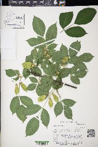 Staphylea trifolia image