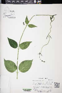 Cynanchum louiseae image