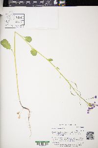 Hesperis matronalis image