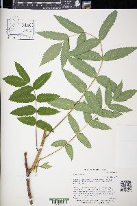 Rhus typhina image