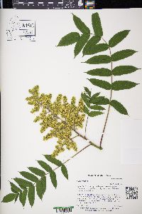 Rhus typhina image